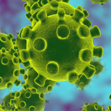 Human coronaviruses are common throughout the world and are comprised of large groups of viruses.