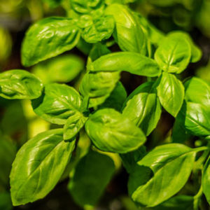 We often neglect basil and other herbs when it comes to improving our diet.