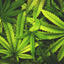 A recent Mass General study focused on individuals who indicated having resolved a problem with cannabis, or marijuana.