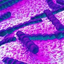 The streptococcus pneumoniae bacteria, pictured here, is one of the causes of pneumonia.