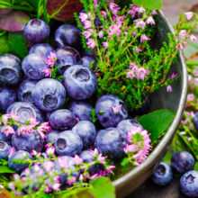 A diet for aging well might include blueberries and other foods that contain anthocyanidins, plant chemicals whose consumption is associated with slower cognitive decline.