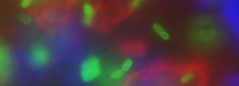 Antimicrobial Resistance Initiative