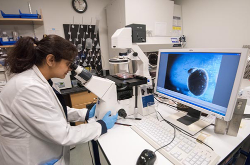 Annie Kathuria, PhD, uses a computer to examine a brain organoid grown from the stem cells of a schizophrenia patient. 