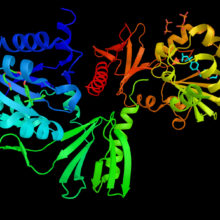 Neurofibromin 1, is a protein that in humans is encoded by the NF1 gene. Mutations in the NF1 gene are associated with neurofibromatosis Type 1 .