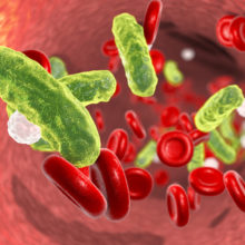 Sepsis occurs when a bacterial infection enters the blood stream. Illustration shows rod-shaped bacteria (green) in blood with red blood cells and leukocytes.